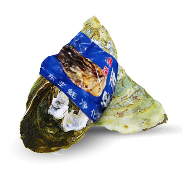 精選A級(jí)特大臺(tái)山生蠔