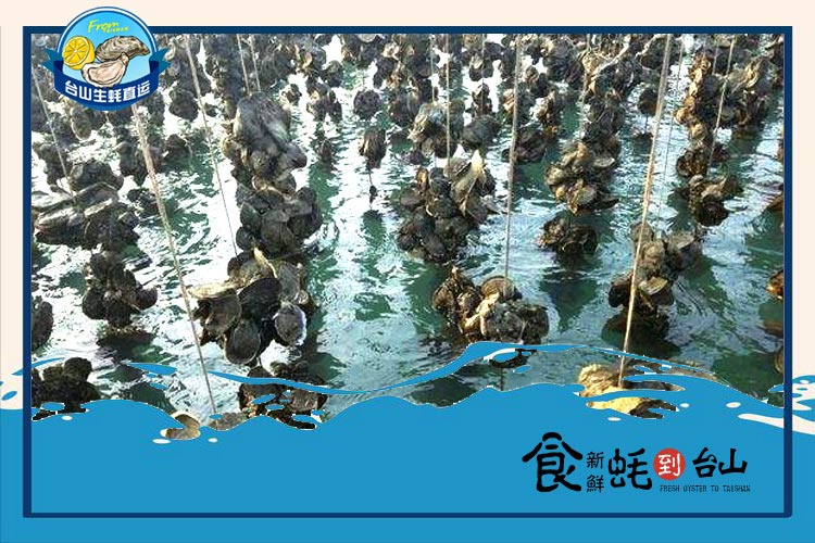 臺(tái)山大生蠔每箱